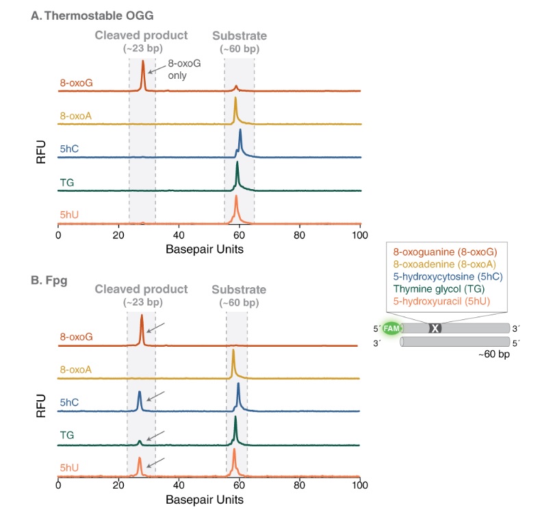 热稳定 8-氧代鸟嘌呤 DNA 糖基酶（OGG）（也称：热稳定 8-氧代鸟嘌呤 DNA 糖基化酶）                               #M0464S 500 units