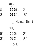 人 DNA（胞嘧啶-5）甲基转移酶（Dnmt1）                                     #M0230L 250 units