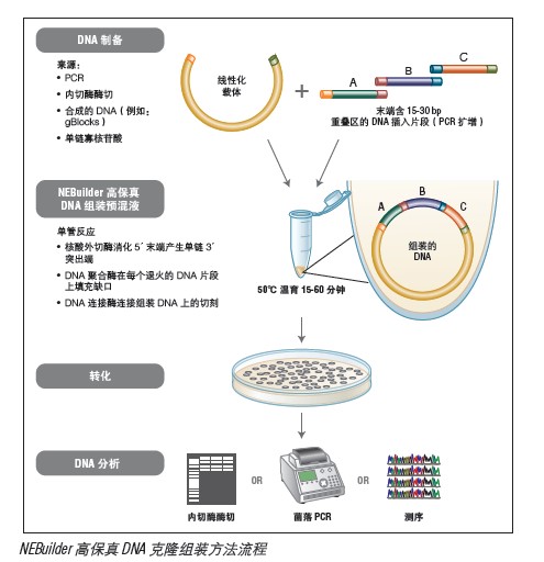 NEBuilder® 高保真 DNA 组装克隆试剂盒                                #E5520S 10 次反应