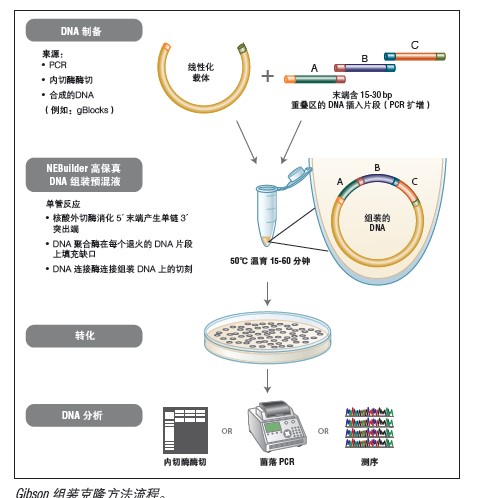 Gibson Assembly® 组装克隆试剂盒                                #E5510S 10 次反应