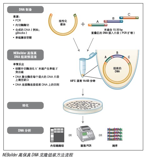 NEBuilder® 高保真 DNA 组装预混液                                #E2621L 50 次反应