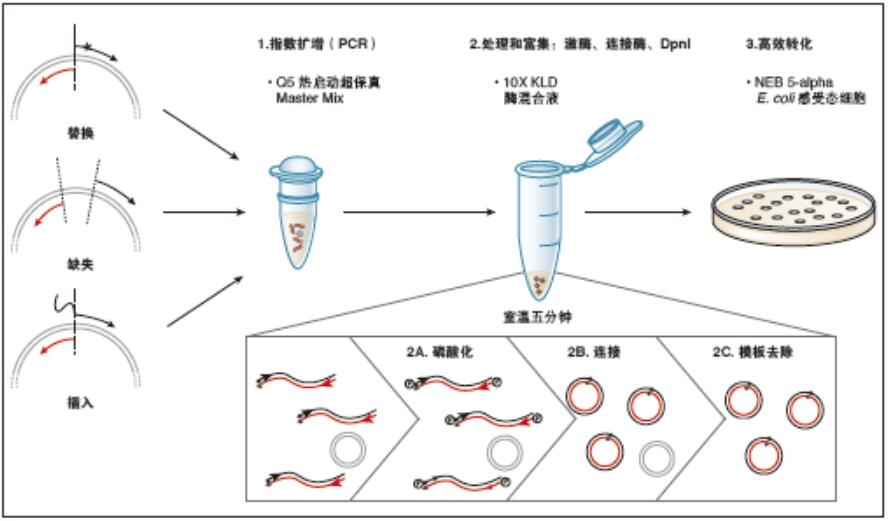 Q5®  定点突变试剂盒（不含感受态细胞）                                #E0552S 10 次反应