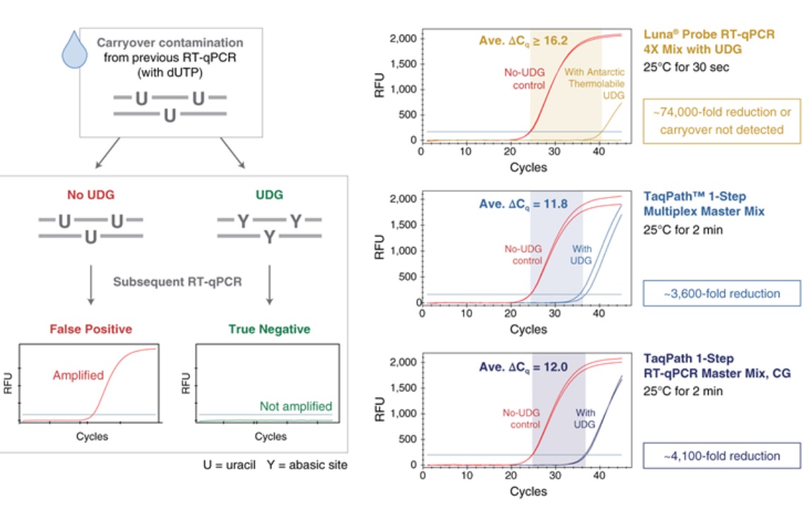 Luna® 探针一步法 RT-qPCR 4X 预混液（含 UDG）                               #M3019E 2000 rxns