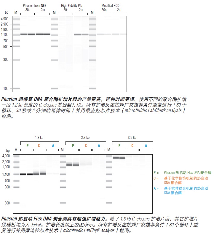 Phusion® 超保真 DNA 聚合酶                                    #M0530L 500 units