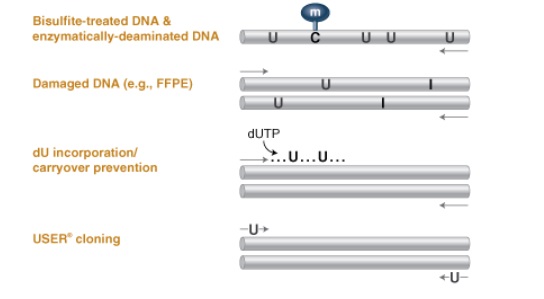 Q5U™ 热启动超保真 DNA 聚合酶                               #M0515L 500 units