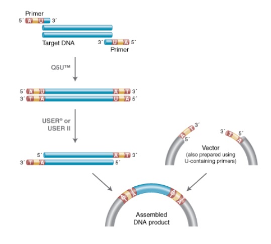 Q5U™ 热启动超保真 DNA 聚合酶                               #M0515L 500 units