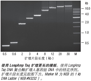 LongAmp® Taq 2X 预混液                                    #M0287L 500次反应 (50 μl 反应体系)