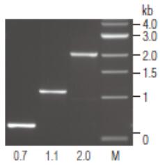 Vent®  (exo-) DNA 聚合酶                                    #M0257L 1,000 units