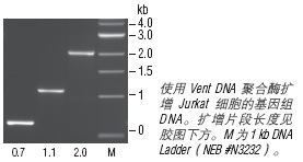 Vent®  DNA 聚合酶                                    #M0254L 1,000 units