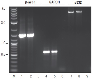 OneTaq® RT-PCR 试剂盒                                   #E5310S 30 次反应