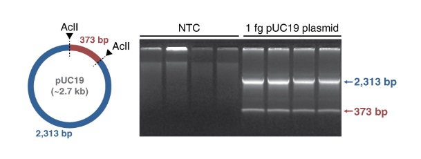 phi29-XT RCA（滚环扩增）试剂盒                               #E1603L 500 rxns