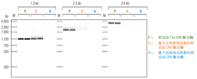 Phusion® 超保真 PCR 试剂盒                                    #E0553L 200 次反应 (50 μl 反应体系)