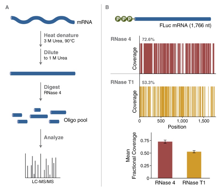 RNase 4                               #M1284L 12,500 units