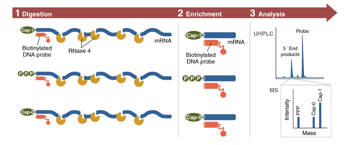 RNase 4                               #M1284L 12,500 units