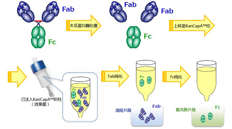 KANEKA KanCapA&trade; 新标准 抗体纯化树脂-