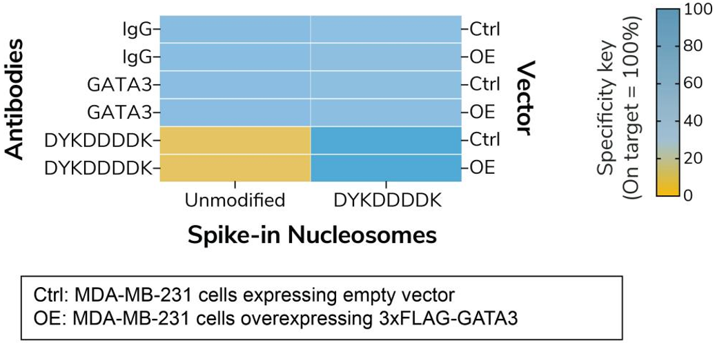 EpiCypher新品推荐——DYKDDDDK Tag CUTANA™ CUT&RUN Antibody