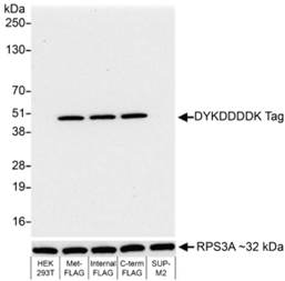 EpiCypher新品推荐——DYKDDDDK Tag CUTANA™ CUT&RUN Antibody