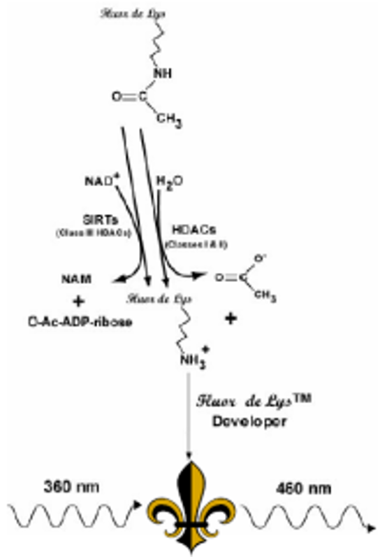 ENZO热销产品——FLUOR DE LYS® HDAC fluorometric activity assay kit组蛋白去乙酰化酶荧光活性检测试剂盒