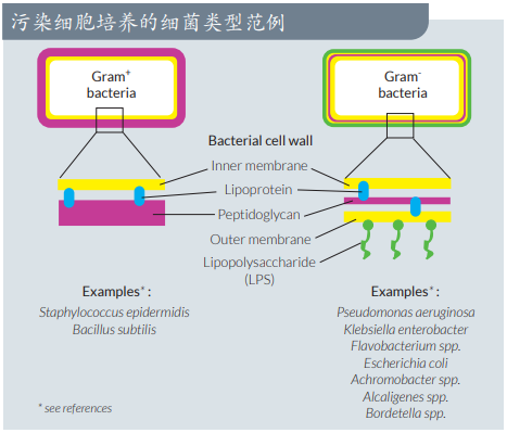 细菌污染概述&如何检测细菌污染？