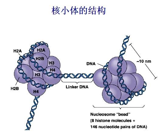 EpiCypher为您提供高质量的组蛋白PTM抗体