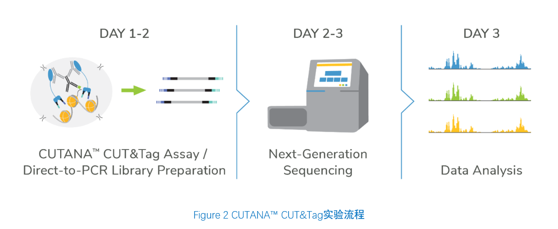 CUTANA™ CUT&Tag Kit 概述