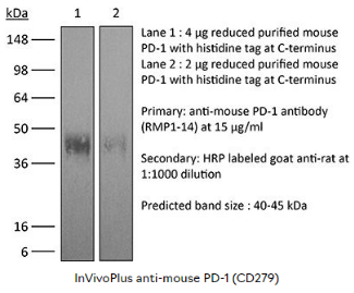 BioXcell热销产品--InVivoPlus anti-mouse PD-1 (CD279)