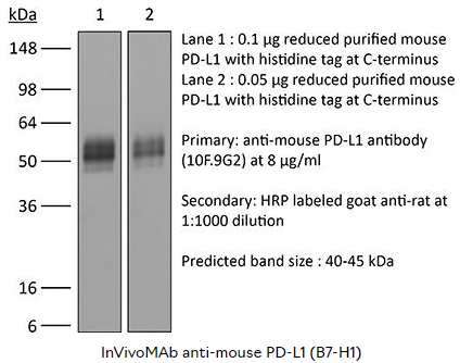 BioXcell热销产品推荐--InVivoMab anti-mouse PD-L1 (B7-H1)