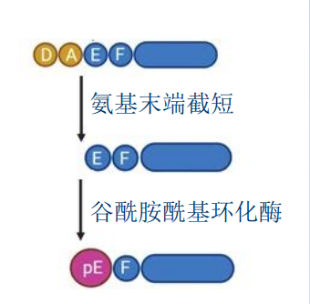 胚胎tau蛋白及焦谷氨酸β淀粉样肽 Aβ介绍