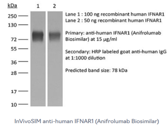 BioXCell热销产品--InVivoSIM anti-human IFNAR1 (Anifrolumab Biosimilar)