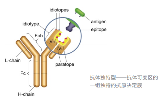 Bio-Rad（Abd serotec）--独特性抗体