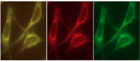 ENZO热销产品——ER-ID® Green assay kit内质网检测试剂盒（绿色）