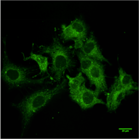 ENZO热销产品——ER-ID® Green assay kit内质网检测试剂盒（绿色）