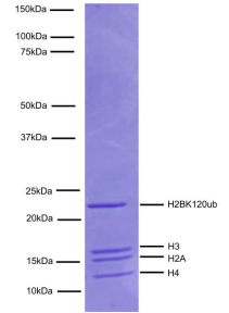 Epicypher热销产品——Nucleosome, Recombinant Human, H2BK120ub1 dNuc, Biotinylated