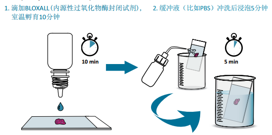 VECTASTAIN® Elite® ABC mini-PLUS Kits助力您的免疫组化