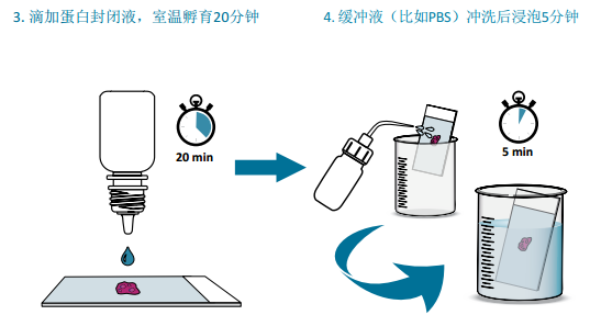 VECTASTAIN® Elite® ABC mini-PLUS Kits助力您的免疫组化