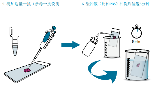 VECTASTAIN® Elite® ABC mini-PLUS Kits助力您的免疫组化