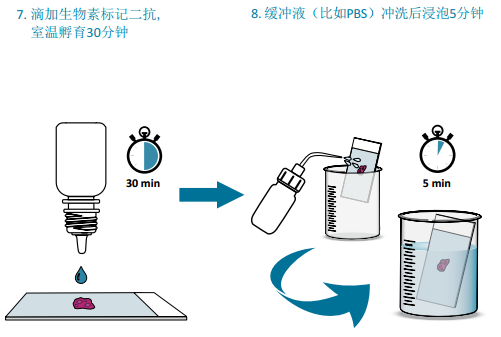 VECTASTAIN® Elite® ABC mini-PLUS Kits助力您的免疫组化