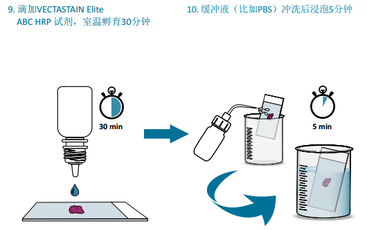 VECTASTAIN® Elite® ABC mini-PLUS Kits助力您的免疫组化