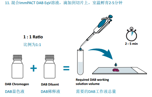 VECTASTAIN® Elite® ABC mini-PLUS Kits助力您的免疫组化