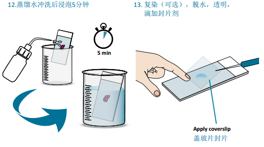 VECTASTAIN® Elite® ABC mini-PLUS Kits助力您的免疫组化