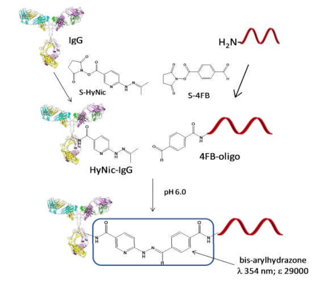 Vector Laboratories热销产品——Protein-Oligo Conjugation Kit(1)