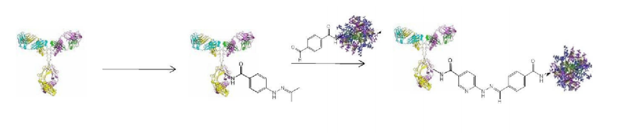 Vector Laboratories热销产品——R-PE Antibody Conjugation Kit(1)