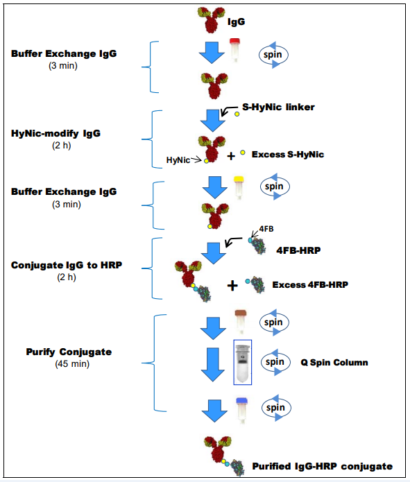 Vector Laboratories热销产品——HRP Antibody All-in-One Conjugation Kit