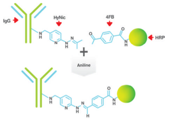 Vector Laboratories热销产品——HRP Antibody All-in-One Conjugation Kit(1)