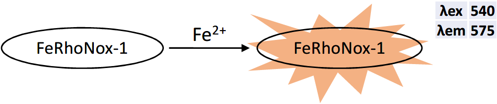 特异性Fe2+荧光探针 FeRhoNoxTM-1