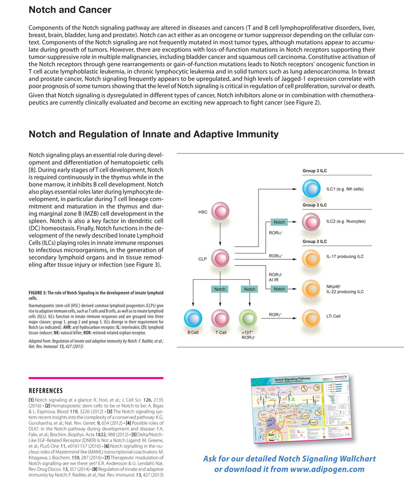 Notch信号通路——重要的癌症和T细胞研究工具
