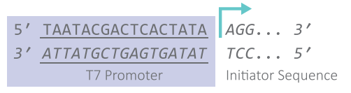 CleanCap® Reagent AG (3' OMe) - (N-7413),用于mRNA共转录加帽