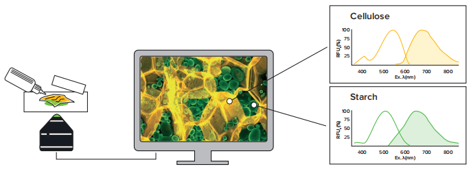 荧光示踪分子 — 为细菌、碳水化合物和蛋白质聚集体的荧光成像提供解决方案