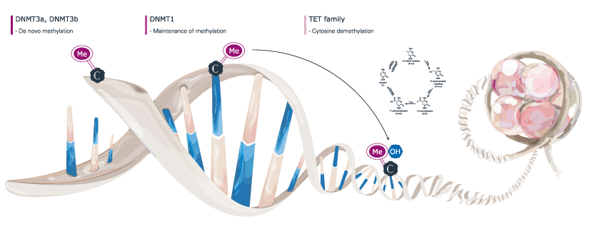 Genetex助力表观遗传学研究