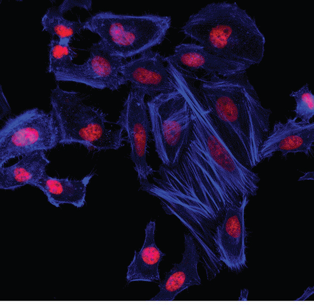 Fluorescent Probes（荧光探针）—cayman品牌推荐